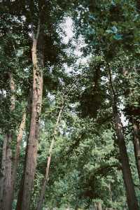 臨沂周邊週末遊：春夏嘅生生園靜謐生機