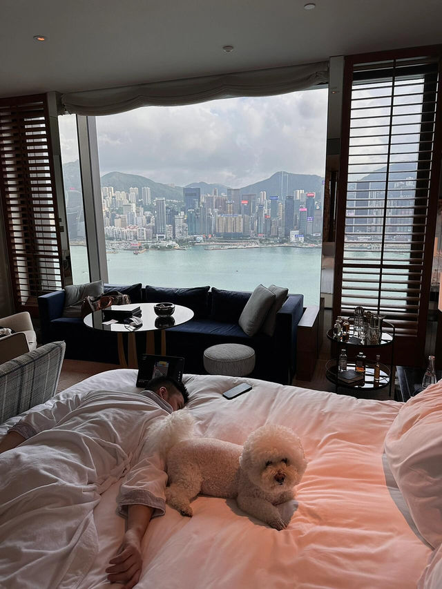 尖沙咀寵物友好酒店大推！帶毛孩住海景房超幸福🥰