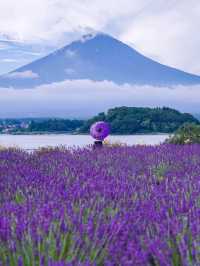 富士山的紫色情書河口湖的薰衣草花海