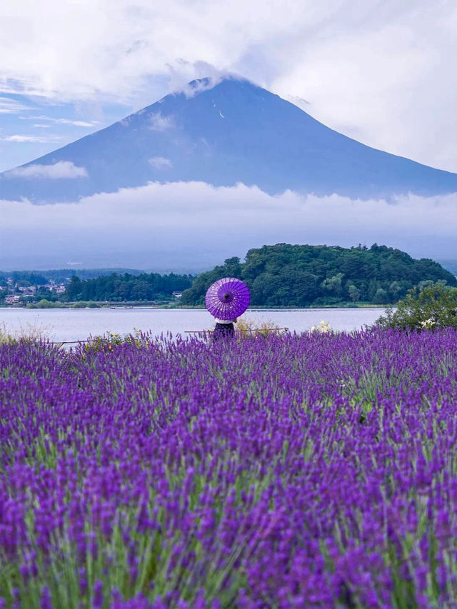 富士山的紫色情書河口湖的薰衣草花海