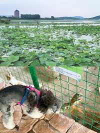 蘇州必打卡度假村！太湖邊嘅療癒系慢生活