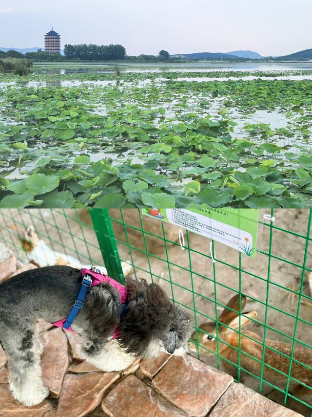 蘇州必打卡度假村！太湖邊嘅療癒系慢生活