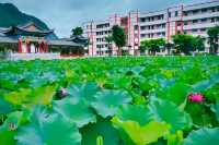 普洱夏日賞荷聖地，「荷」你浪漫相約！