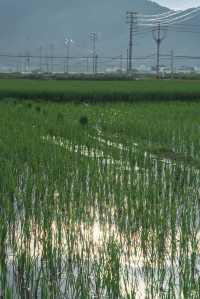 闖入宮崎駿嘅夏天！平陽稻田治癒系風景絕咗