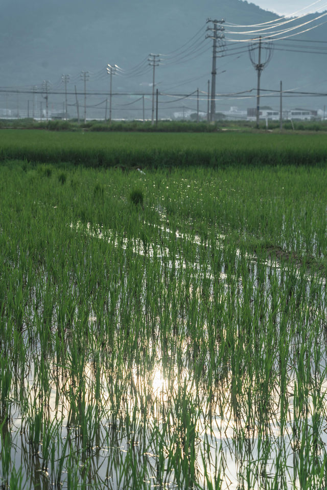 闖入宮崎駿嘅夏天！平陽稻田治癒系風景絕咗