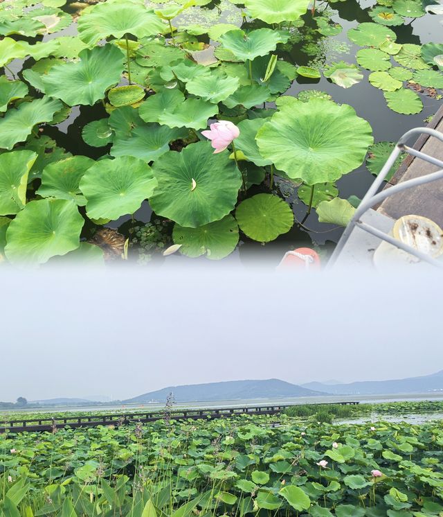 上海周邊清涼之選，太湖畔嘅江南慢生活