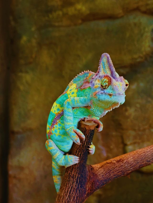 帶小朋友去動物園就啱晒！！！