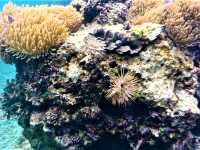 Unfurling the Living Jewel: Anemones and Untouched Life at Ao Hin Wong, Koh Tao