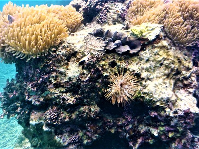 Unfurling the Living Jewel: Anemones and Untouched Life at Ao Hin Wong, Koh Tao