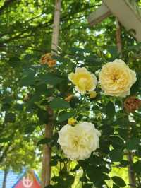 闖入莫奈花園！南京溧水玫瑰園美到癲