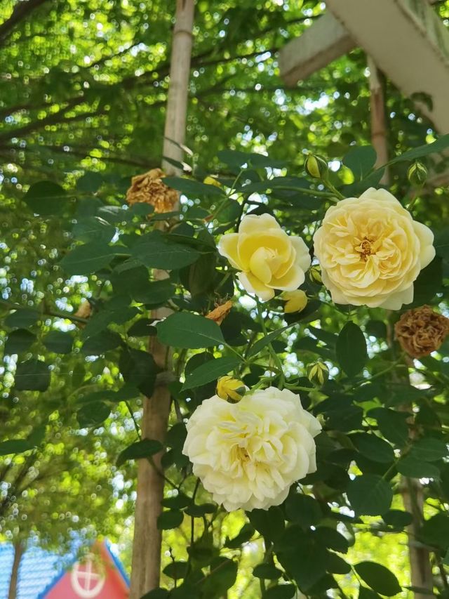闖入莫奈花園！南京溧水玫瑰園美到癲