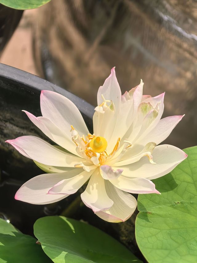荷花花期已到，各種品種蓮荷花逐漸盛開！