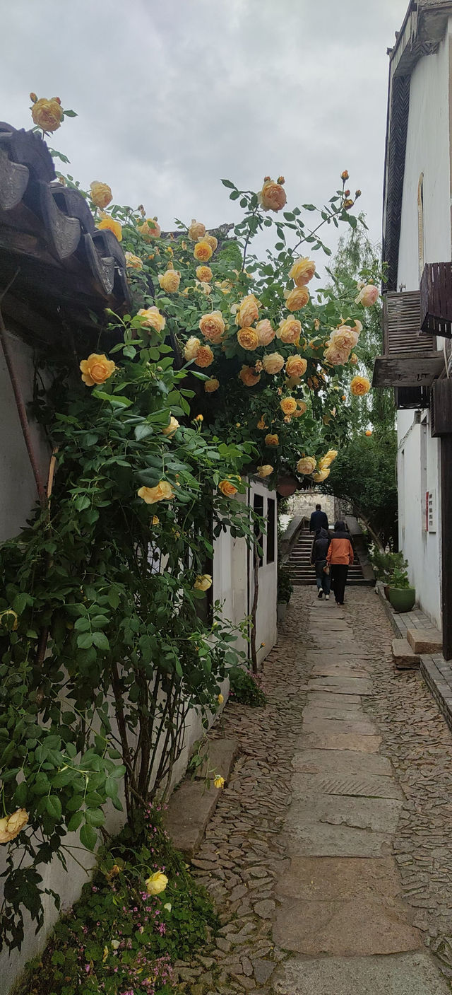 蘇州5A級風景區周莊古鎮嘅角落，你一句春不晚我就真係落咗江南