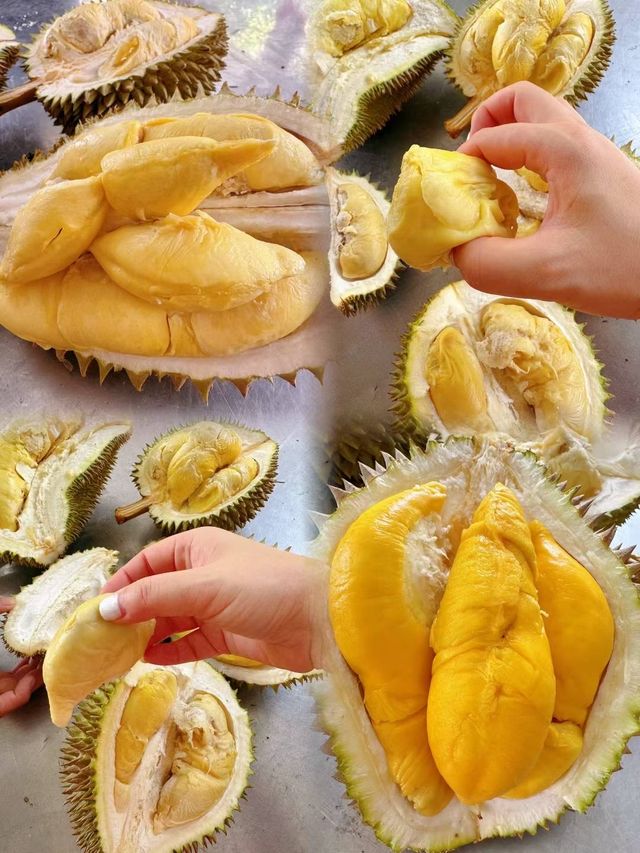馬來西亞檳城浮羅山背食樹上熟榴槤啦！！！