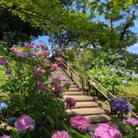 【東京賞繡球花秘地！多摩川台公園人少花又多～】