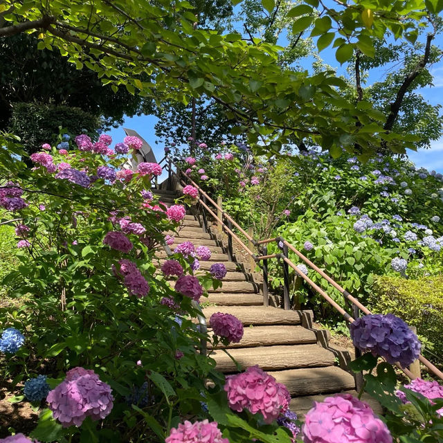 【東京賞繡球花秘地！多摩川台公園人少花又多～】