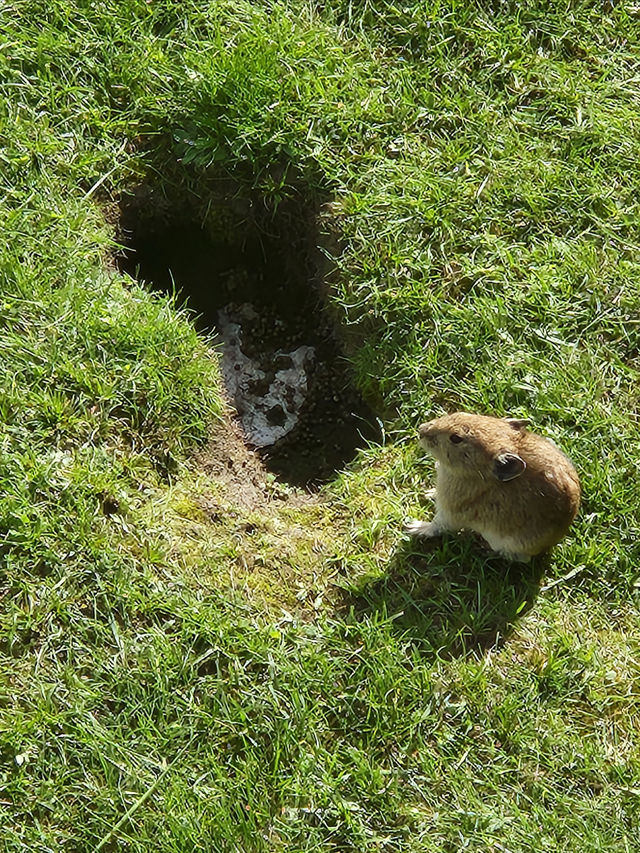 青甘大環線