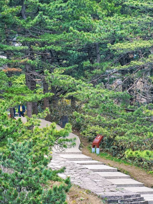 風在,雲在,天堂在——華東最後一片原始森林嘅秘境召喚 風在,雲在,天堂在——華東最後一片原始森林嘅秘境召喚