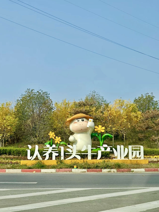 田園牧歌，牧場裡的溫暖約定：故城縣認養一頭牛景區