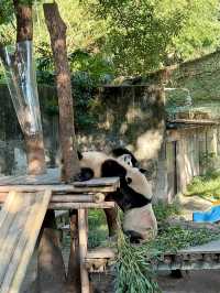 How I spent 1 day in Chongqing