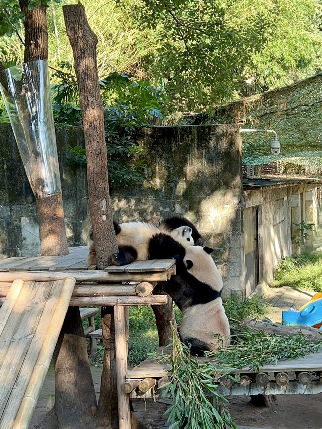 How I spent 1 day in Chongqing