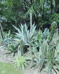 童話裡的小屋，上海植物園秋日兔子派對