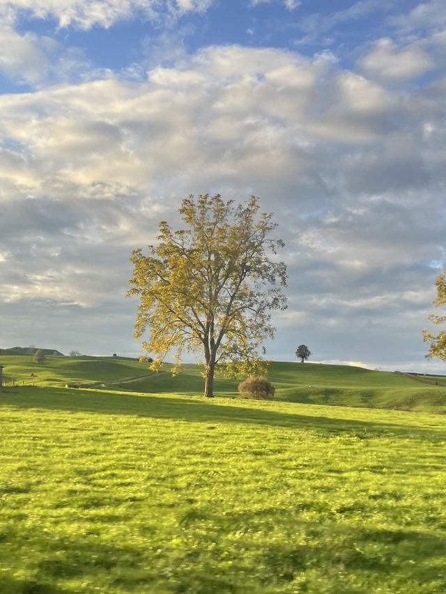 🇳🇿Green Dragon Inn, Auckland: Where Golden Sunsets Meet Enchanted Gardens! 🌅 