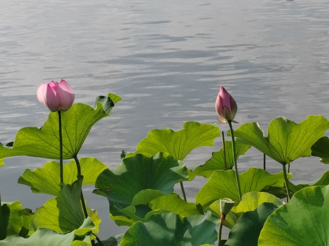 昆明大觀公園｜闖入油畫世界的神仙秘境