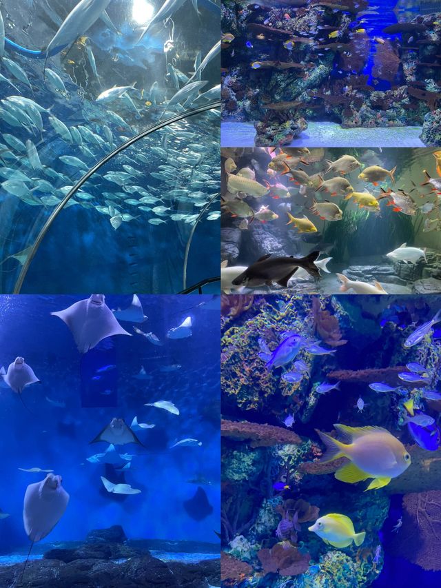 魔都遛娃天花板!上海海洋水族館保姆級攻略 魔都遛娃天花板!上海海洋水族館保姆級攻略