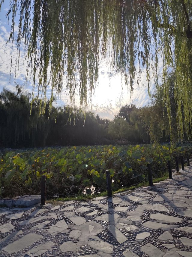 穿越武俠城賞菊記