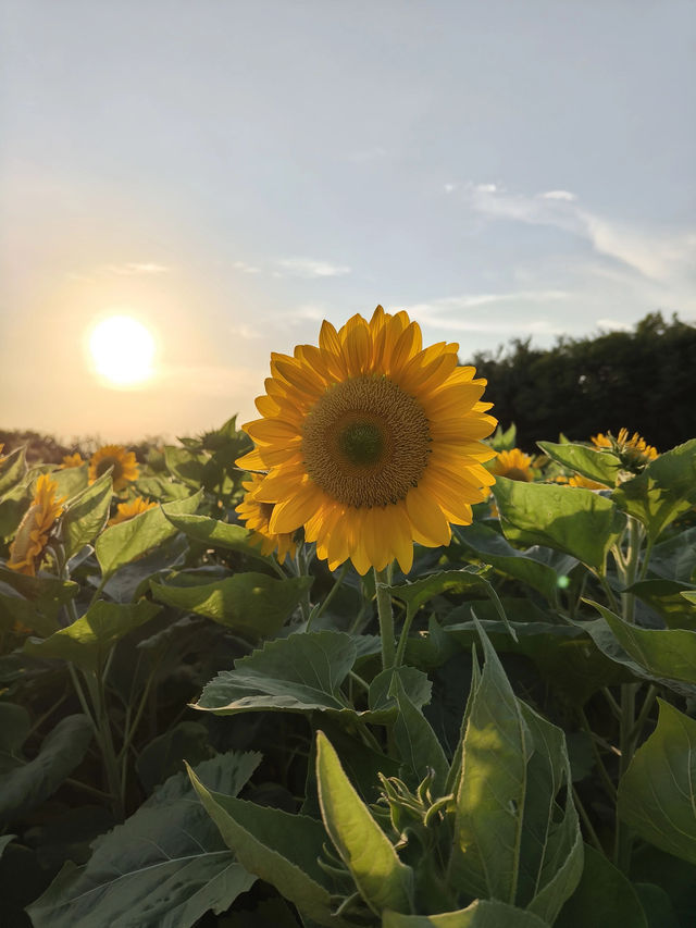 廈門翔安香山向日葵花海打卡全攻略