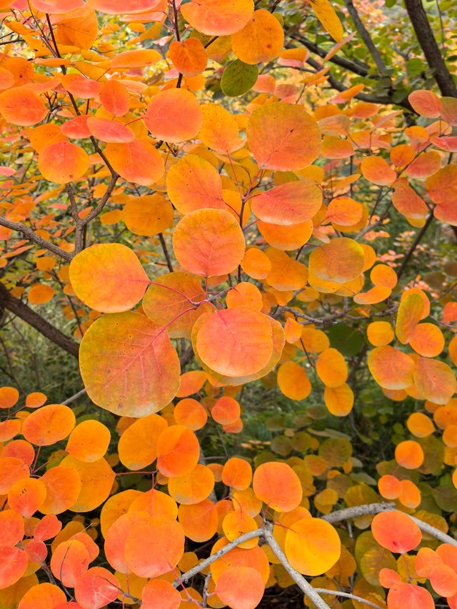 坡峰嶺的紅葉真的很美