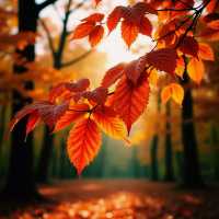 河北秋色天花板!3h直達的阜平紅葉秘境美哭了