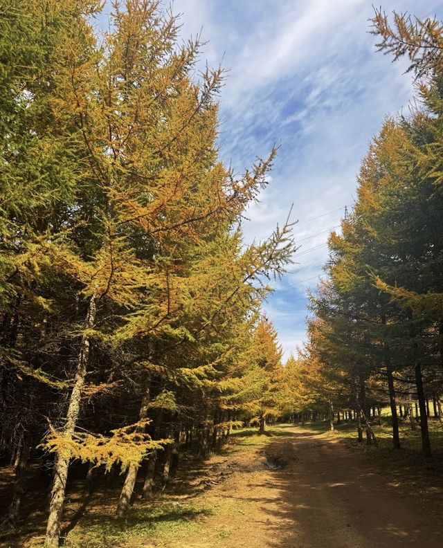 河北私藏!張北壩上3天2夜攻略,解鎖草原自由與避坑指南 河北私藏!張北壩上3天2夜攻略,解鎖草原自由與避坑指南