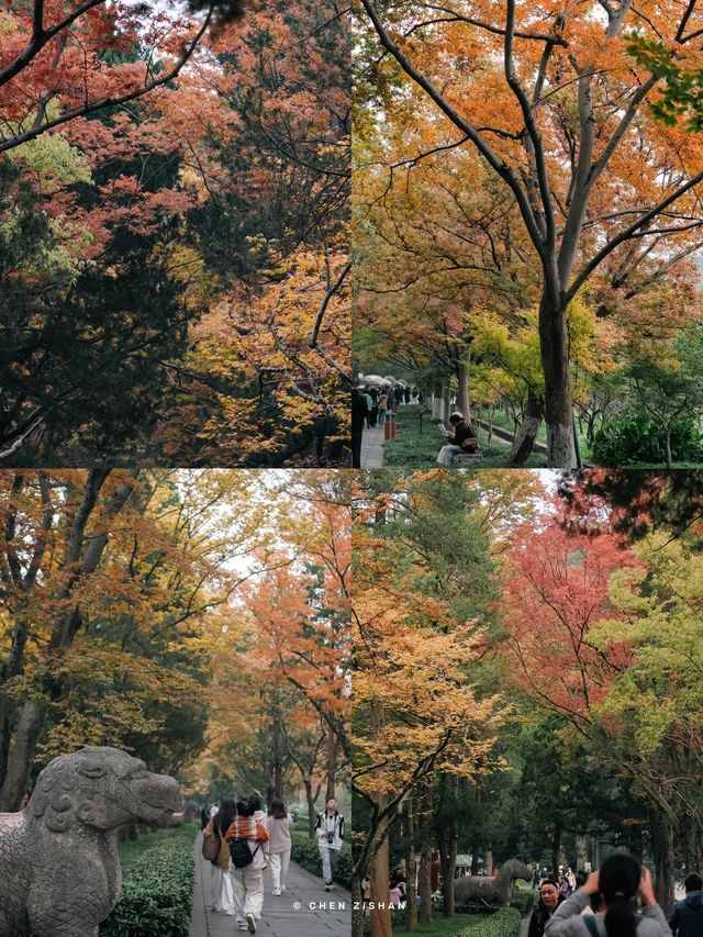 南京3日賞秋攻略看這一篇就夠了