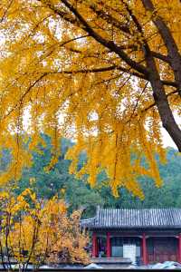 立冬的頤和園#北京的秋冬