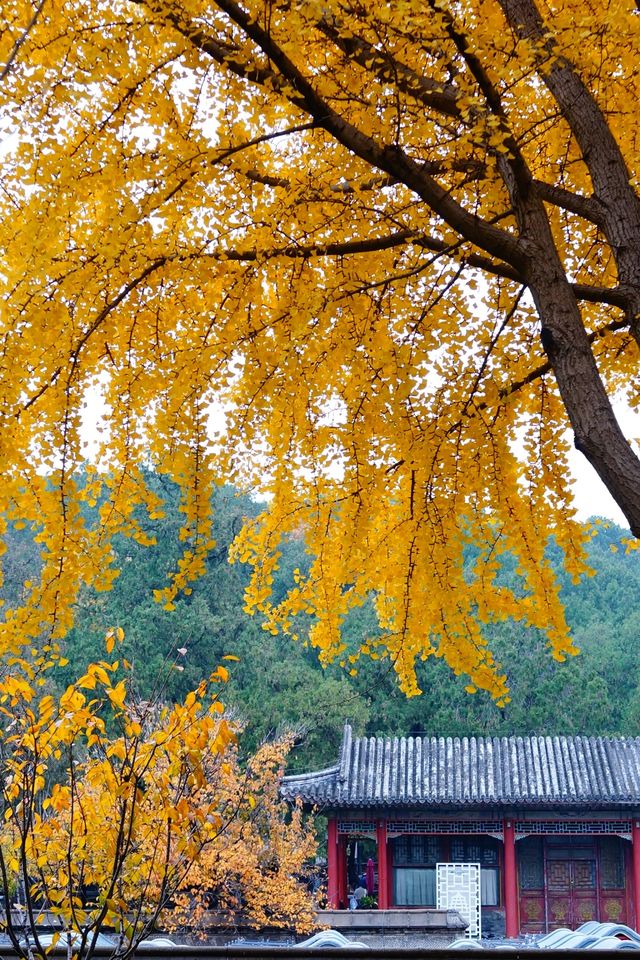 立冬的頤和園#北京的秋冬