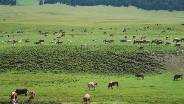 昭蘇縣景區對江蘇人免門票 昭蘇縣景區對江蘇人免門票