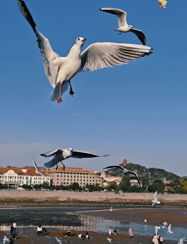 青島·冬日鷗語