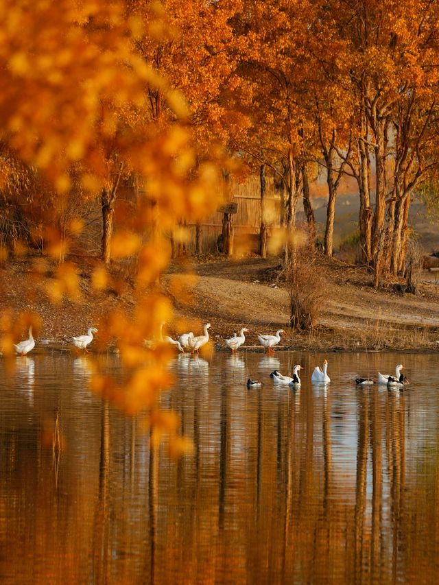 金色童話胡楊林秘境 金色童話胡楊林秘境