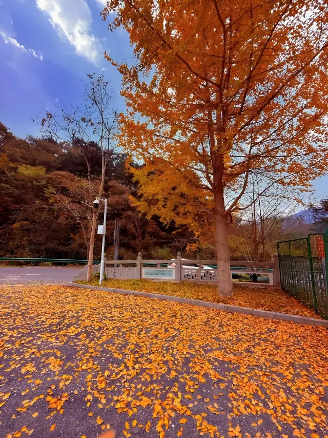 Dahongshan Relaxed Travel Guide｜2 Stunning Check-in Spots Worth the Ticket!