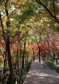 棲霞山賞秋｜南京的秋日浪漫，藏在這片紅楓裡