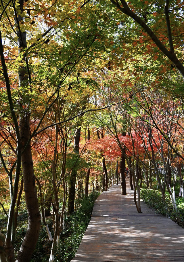 棲霞山賞秋｜南京的秋日浪漫，藏在這片紅楓裡