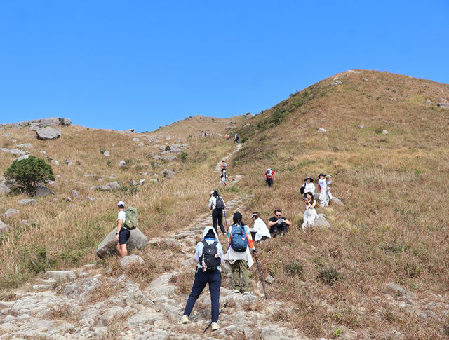 香港大東山,秋日芒草的夢幻之旅! 香港大東山,秋日芒草的夢幻之旅!