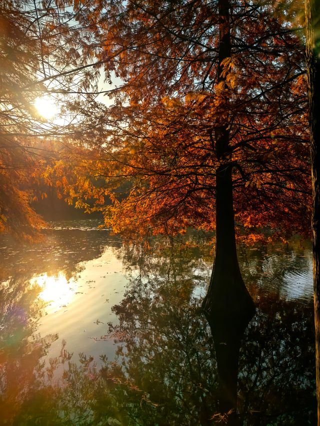 秋冬的燕雀湖美炸了～
