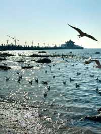 青島冬日元氣旅拍：與西伯利亞海鷗撞個滿懷