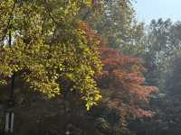 秋日虞山賞楓季