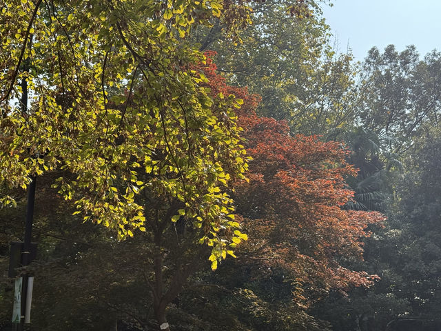 秋日虞山賞楓季