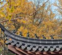 秋日必打卡！南京清涼山銀杏谷免費逛這樣玩更盡興！