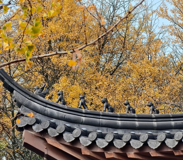 秋日必打卡！南京清涼山銀杏谷免費逛這樣玩更盡興！